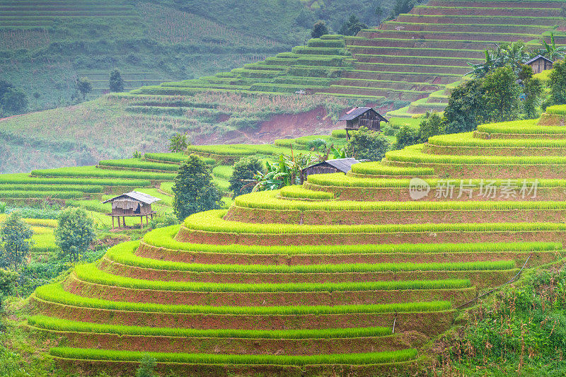 美丽的风景，绿色的稻田准备在越南西北部的梯田日落山在木仓寨，Yen Bai，越南